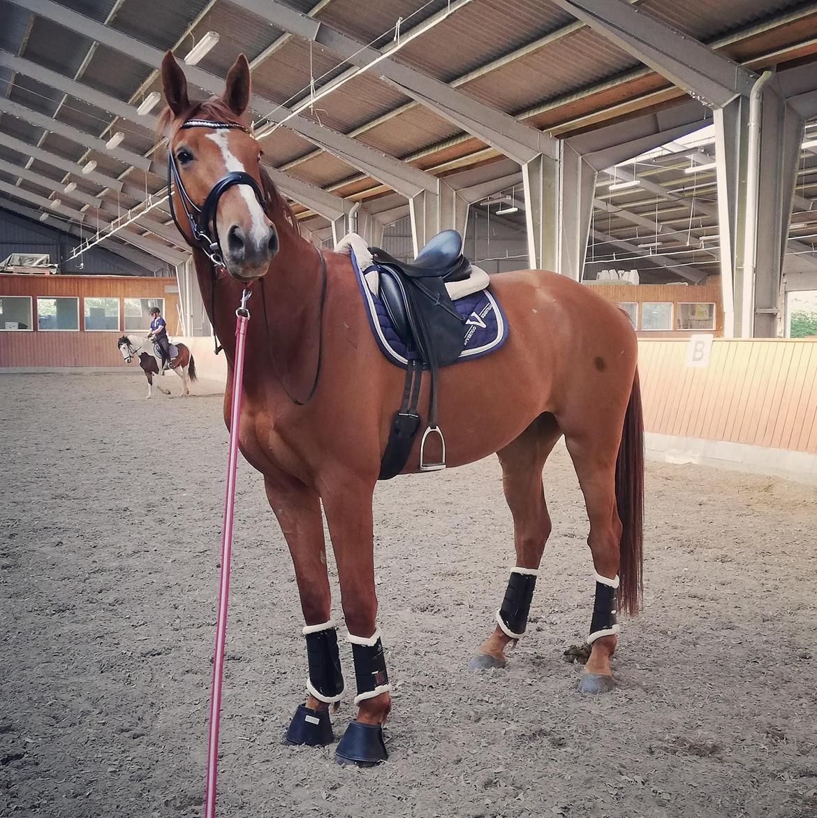 Dansk Varmblod Oksegaardens Lancelot (Upsen) billede 9