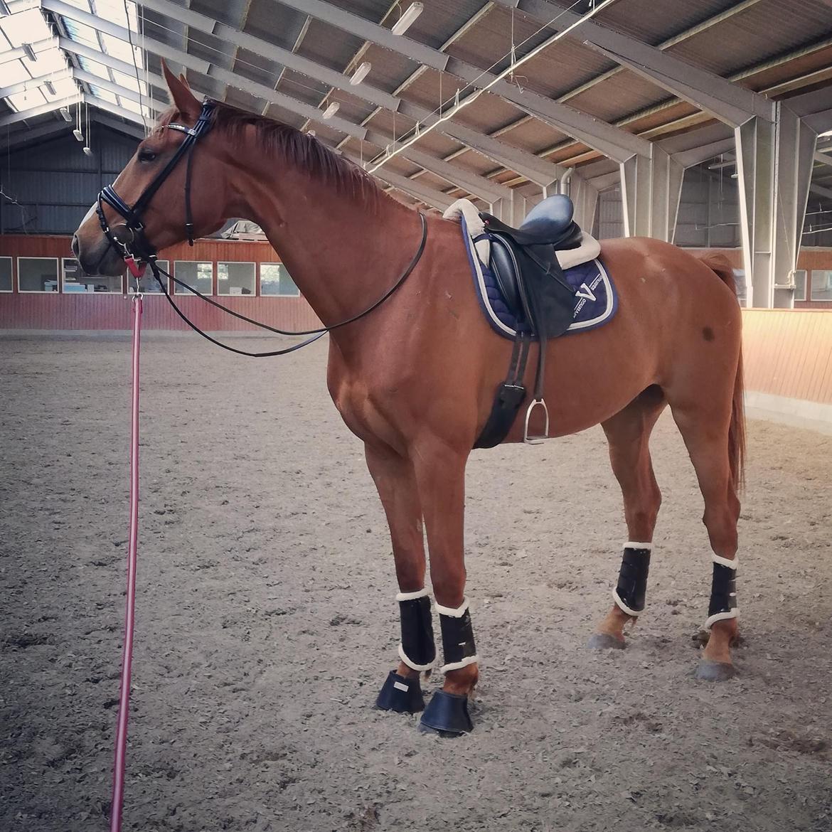 Dansk Varmblod Oksegaardens Lancelot (Upsen) billede 10