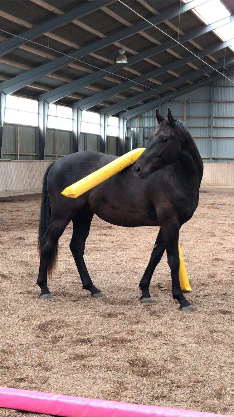 Dansk Varmblod Zorro - Miljøtræning :) billede 9