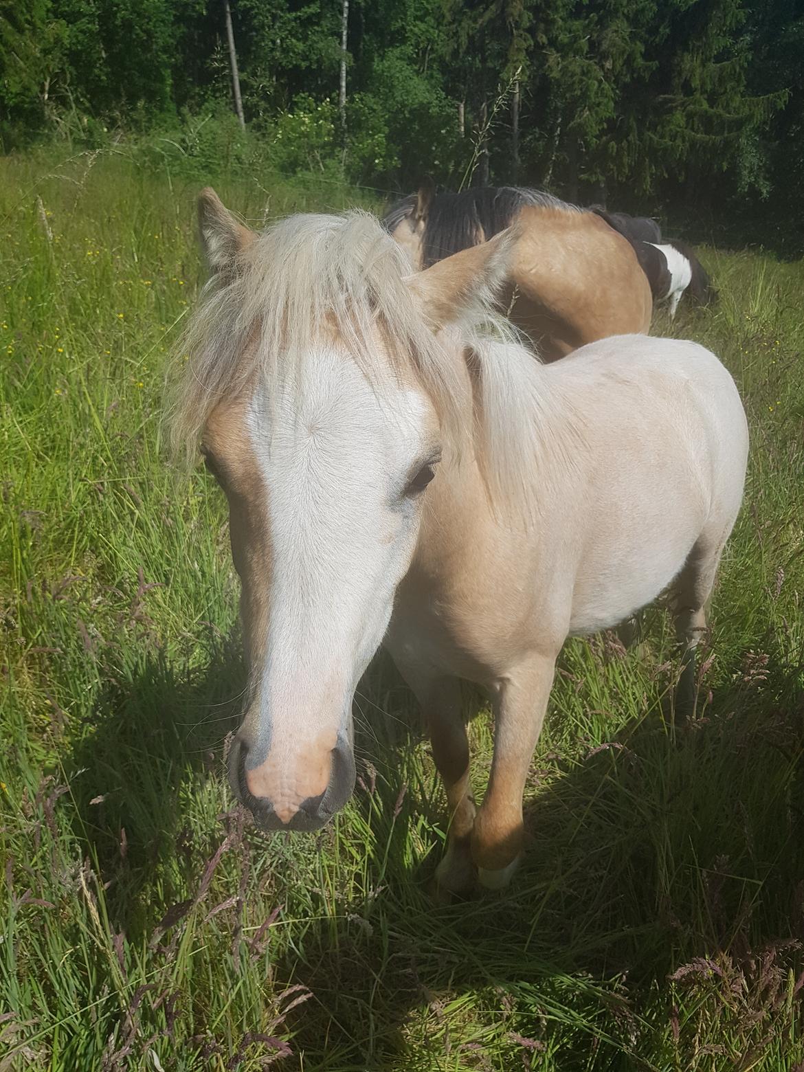 Welsh Mountain (sec A) noerrelide's Santos  billede 7
