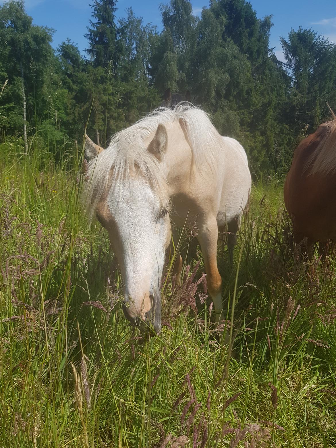 Welsh Mountain (sec A) noerrelide's Santos  billede 6