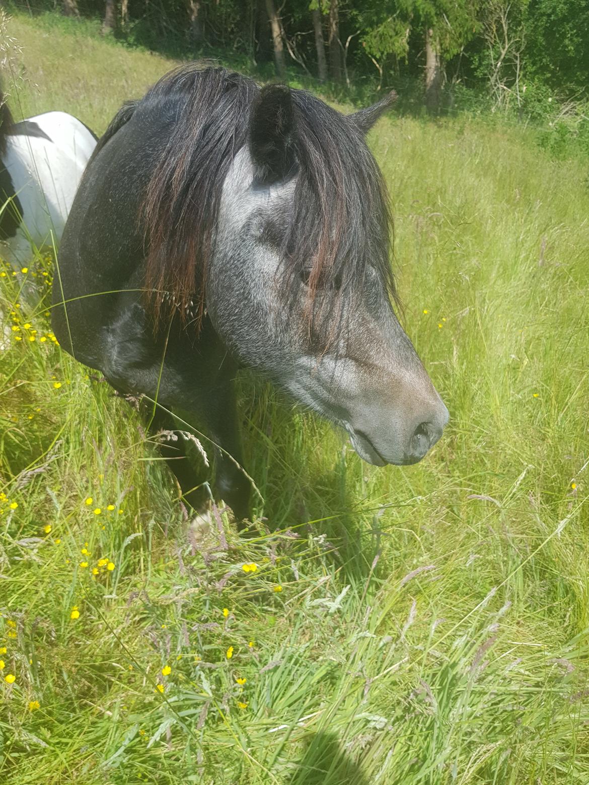 Welsh Mountain (sec A) Harvest paper clips billede 19
