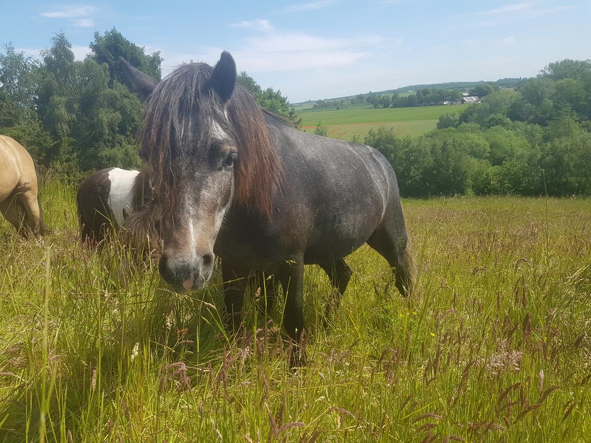Welsh Mountain (sec A) Harvest paper clips billede 18