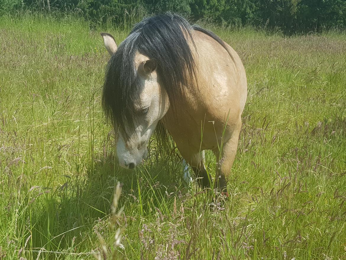 Welsh Pony (sec B) aastrupgaards Heartbeat billede 17