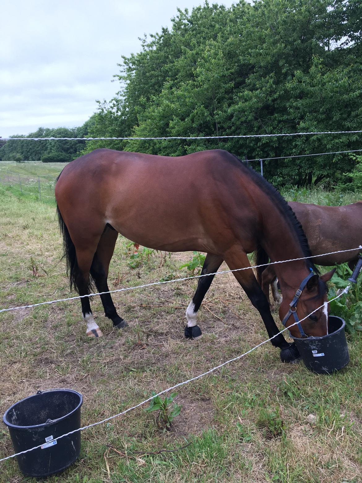 Traver Spök billede 3