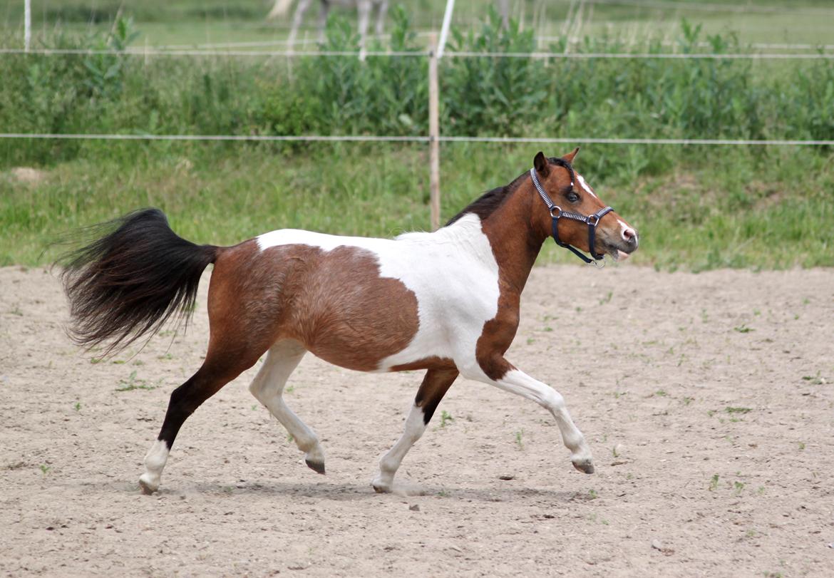 Amerikansk Miniature Godts Wild Bluebell billede 1