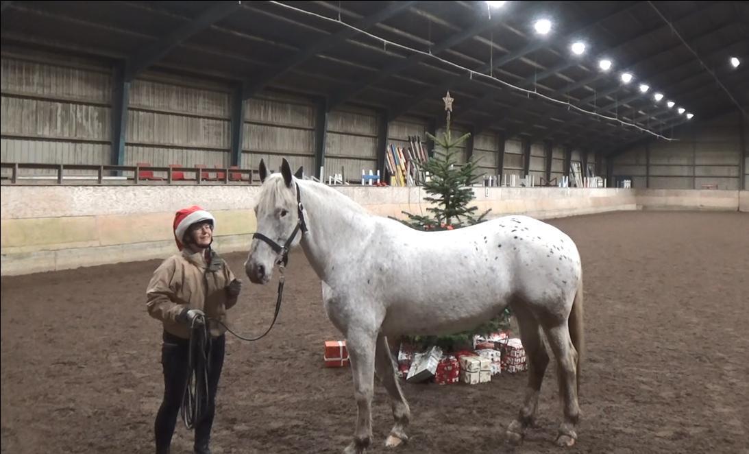 Anden særlig race Silvie billede 3