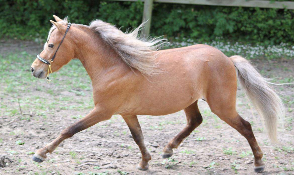 Amerikansk Miniature Bob Marley Is A Superstar billede 6