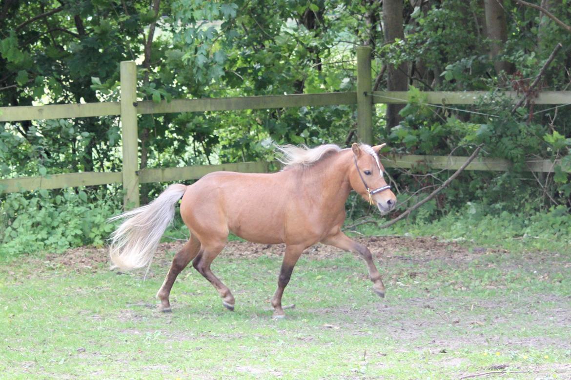 Amerikansk Miniature Bob Marley Is A Superstar billede 8