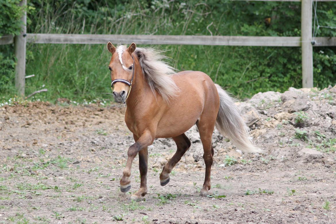 Amerikansk Miniature Bob Marley Is A Superstar billede 4