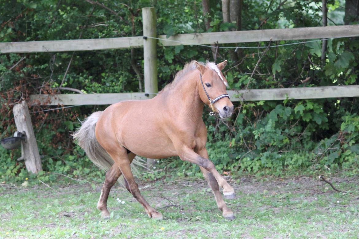 Amerikansk Miniature Bob Marley Is A Superstar billede 9