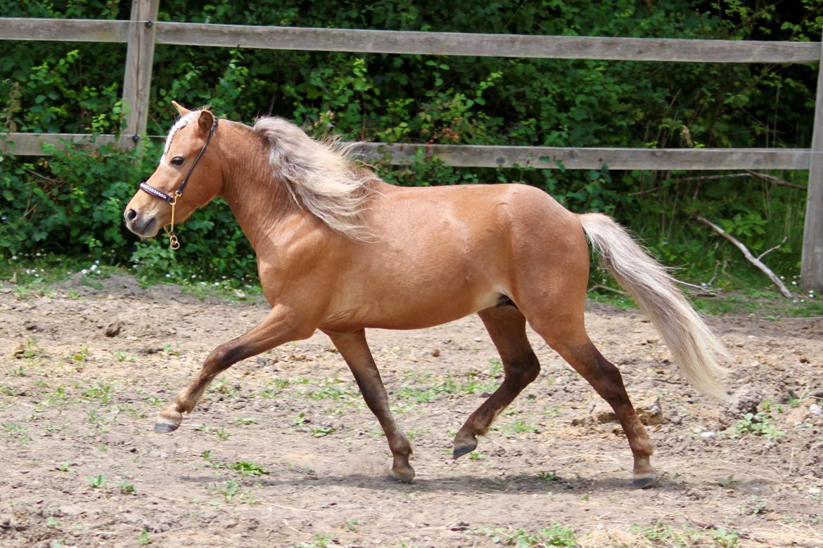 Amerikansk Miniature Bob Marley Is A Superstar billede 5