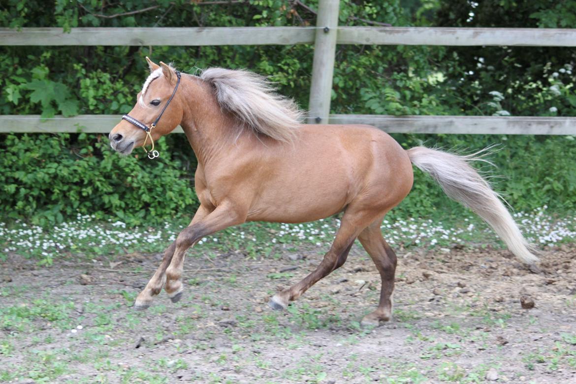 Amerikansk Miniature Bob Marley Is A Superstar billede 7