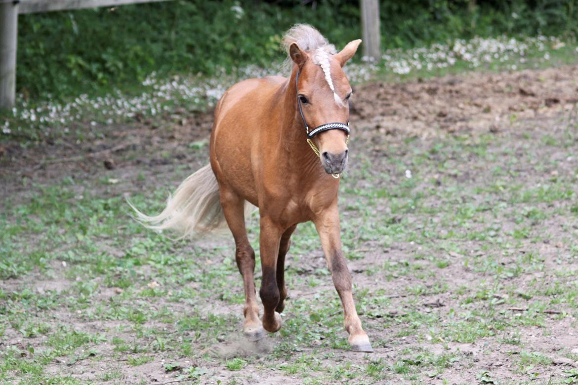 Amerikansk Miniature Bob Marley Is A Superstar billede 3