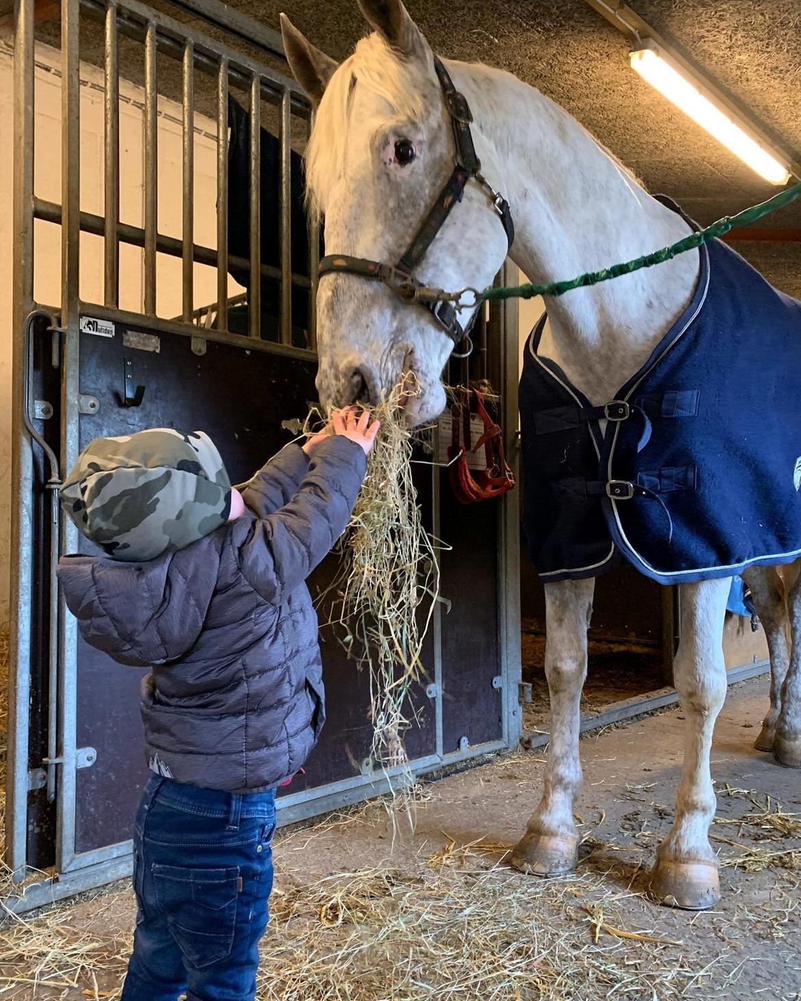 Anden særlig race Silvie billede 5