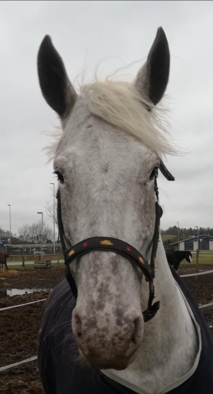 Anden særlig race Silvie billede 8