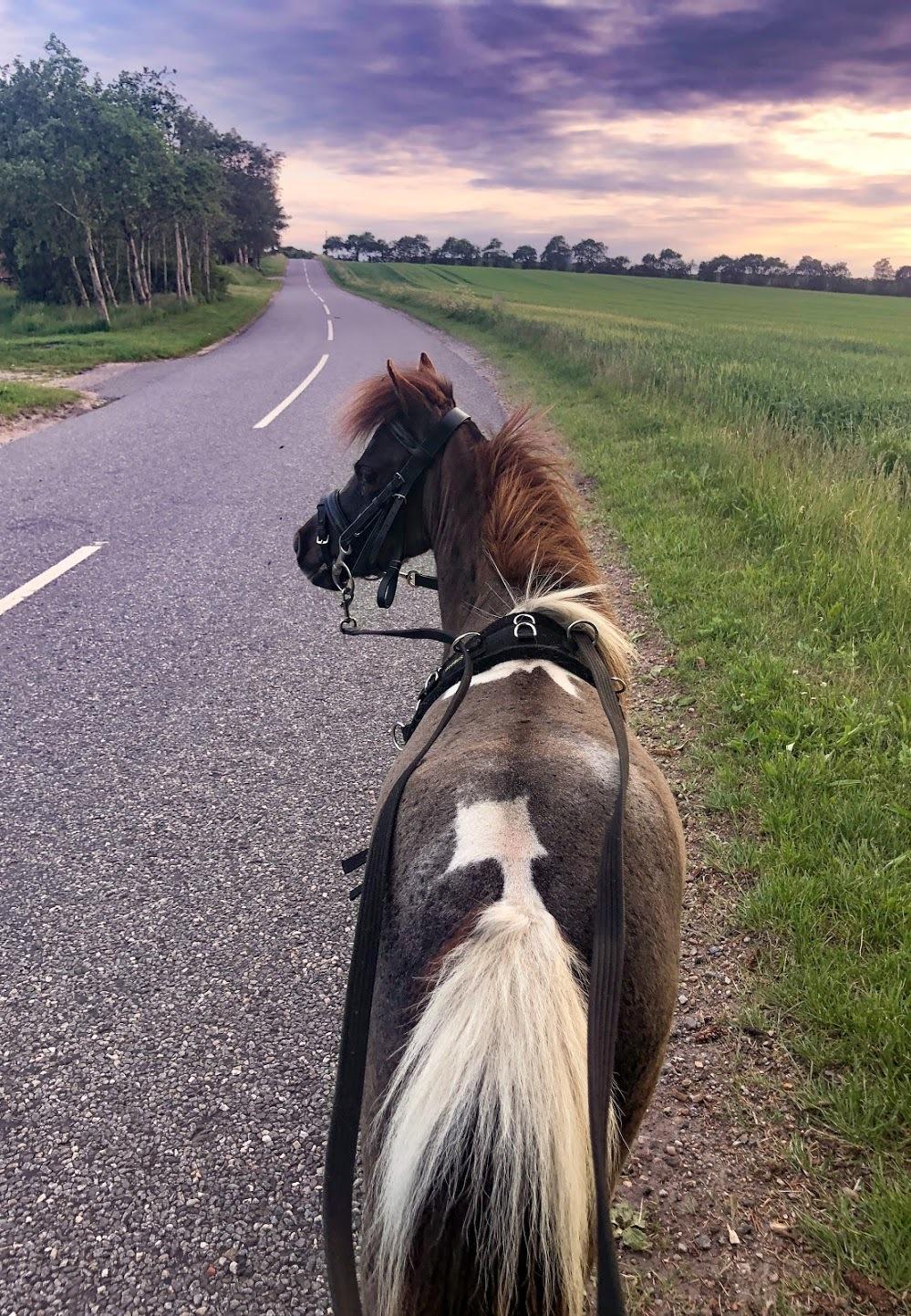 Amerikansk Miniature Teglmosens Delilah West billede 14