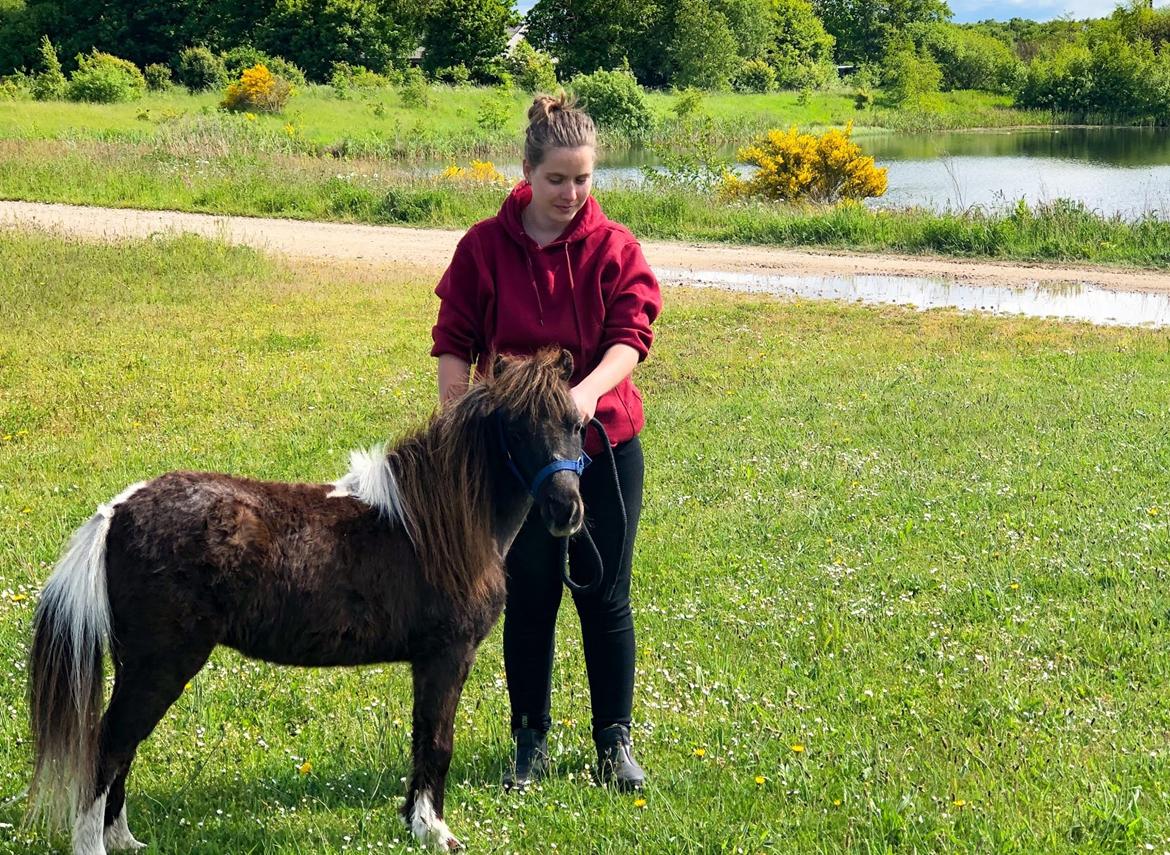 Amerikansk Miniature Teglmosens Delilah West billede 16