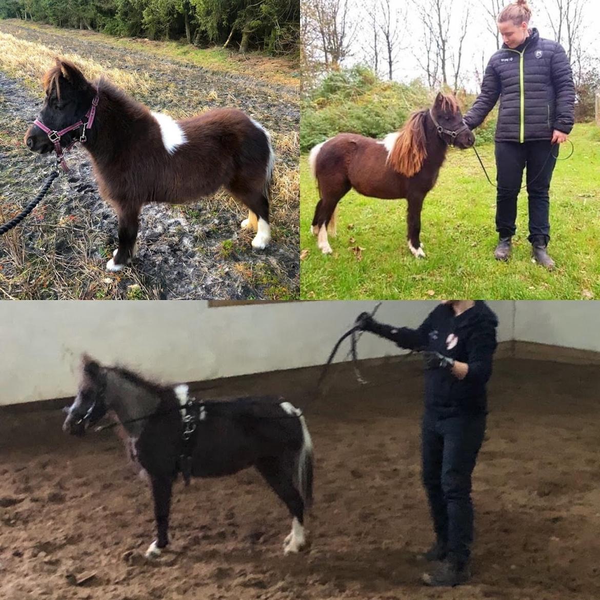 Amerikansk Miniature Teglmosens Delilah West billede 12