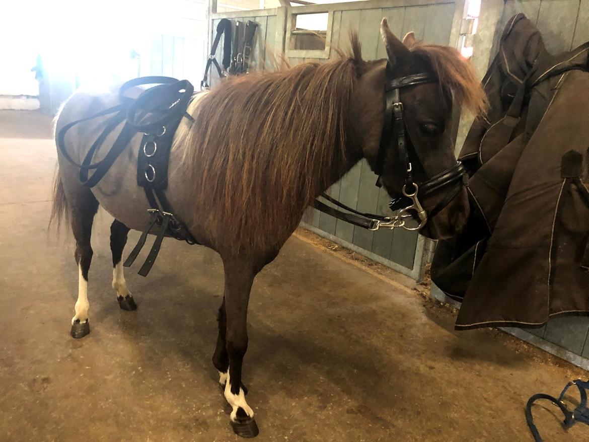 Amerikansk Miniature Teglmosens Delilah West billede 18