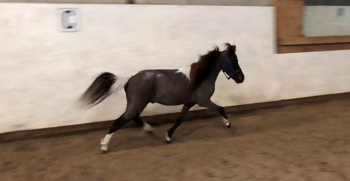 Amerikansk Miniature Teglmosens Delilah West billede 9