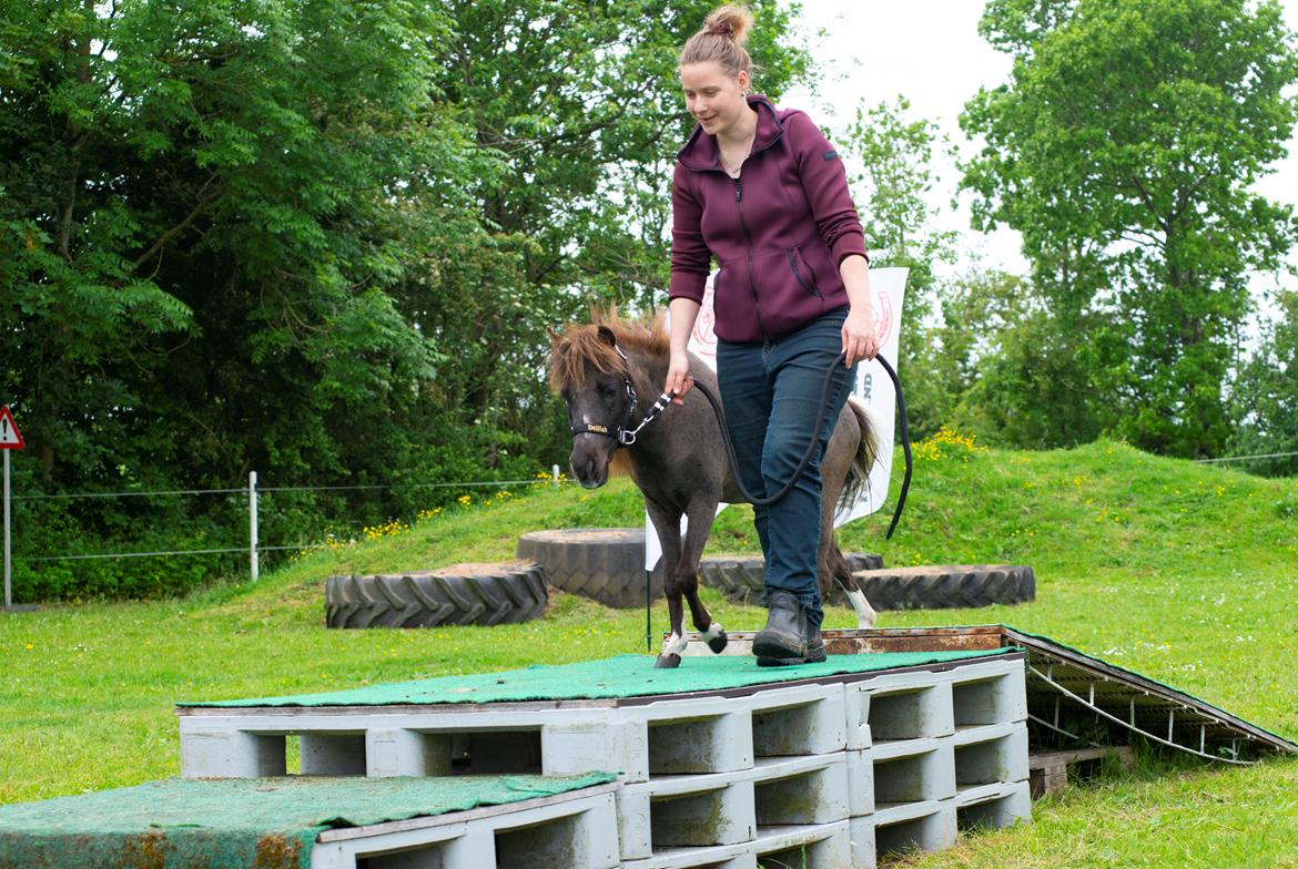 Amerikansk Miniature Teglmosens Delilah West billede 20