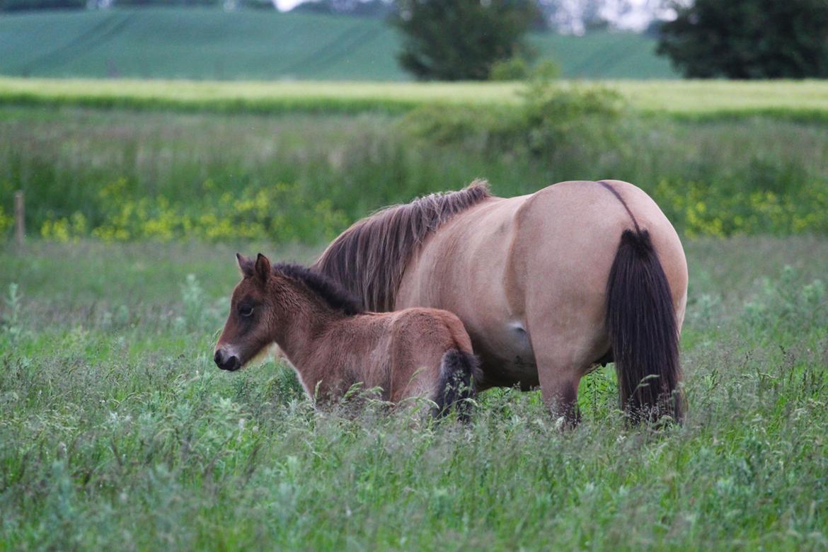 Islænder Líney Frá Holtsmúla 1 - Juni 2020, med hendes føl Ósekja billede 1
