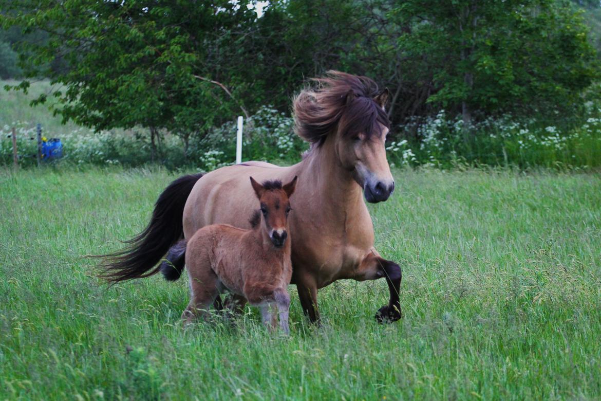 Islænder Líney Frá Holtsmúla 1 - Juni 2020, med hendes føl Ósekja billede 3