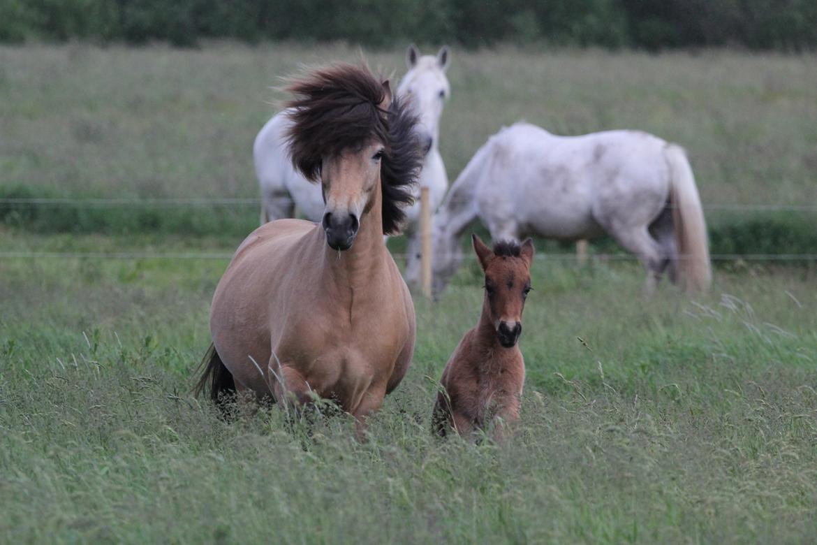 Islænder Líney Frá Holtsmúla 1 - Juni 2020, med hendes føl Ósekja billede 2
