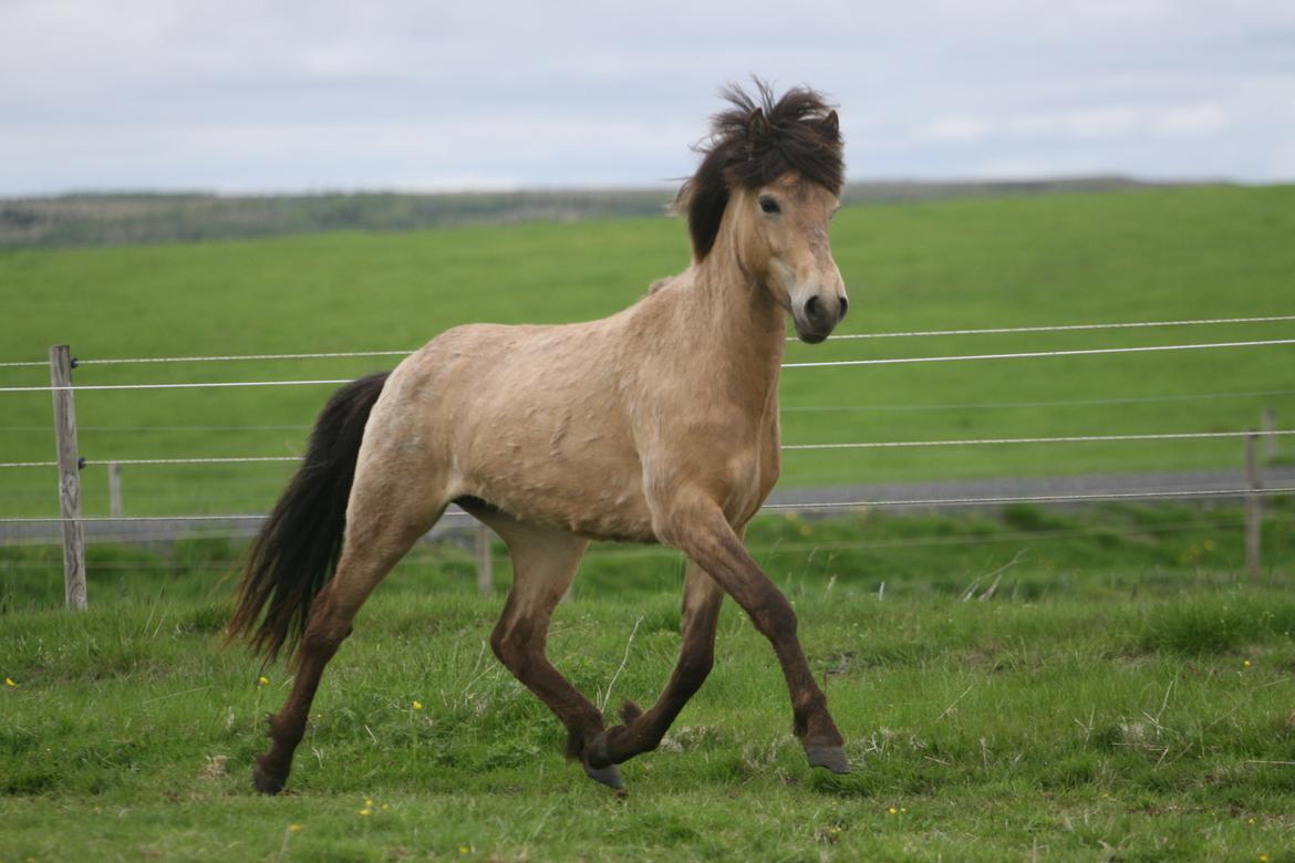 Islænder Líney Frá Holtsmúla 1 - 2018 I Island billede 6