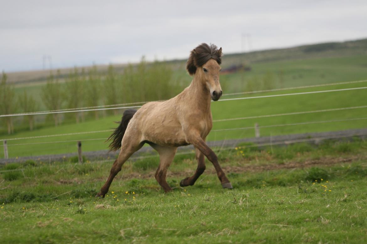 Islænder Líney Frá Holtsmúla 1 - 2018 i Island billede 8