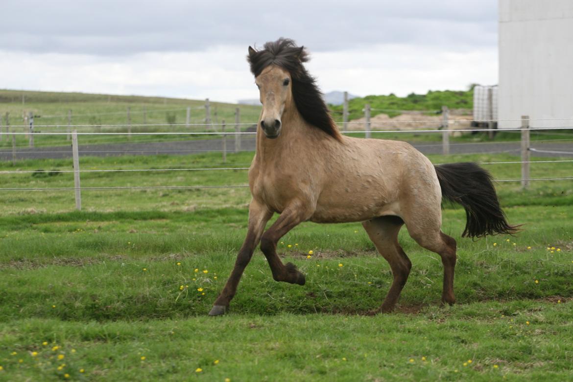 Islænder Líney Frá Holtsmúla 1 - 2018 i Island billede 7