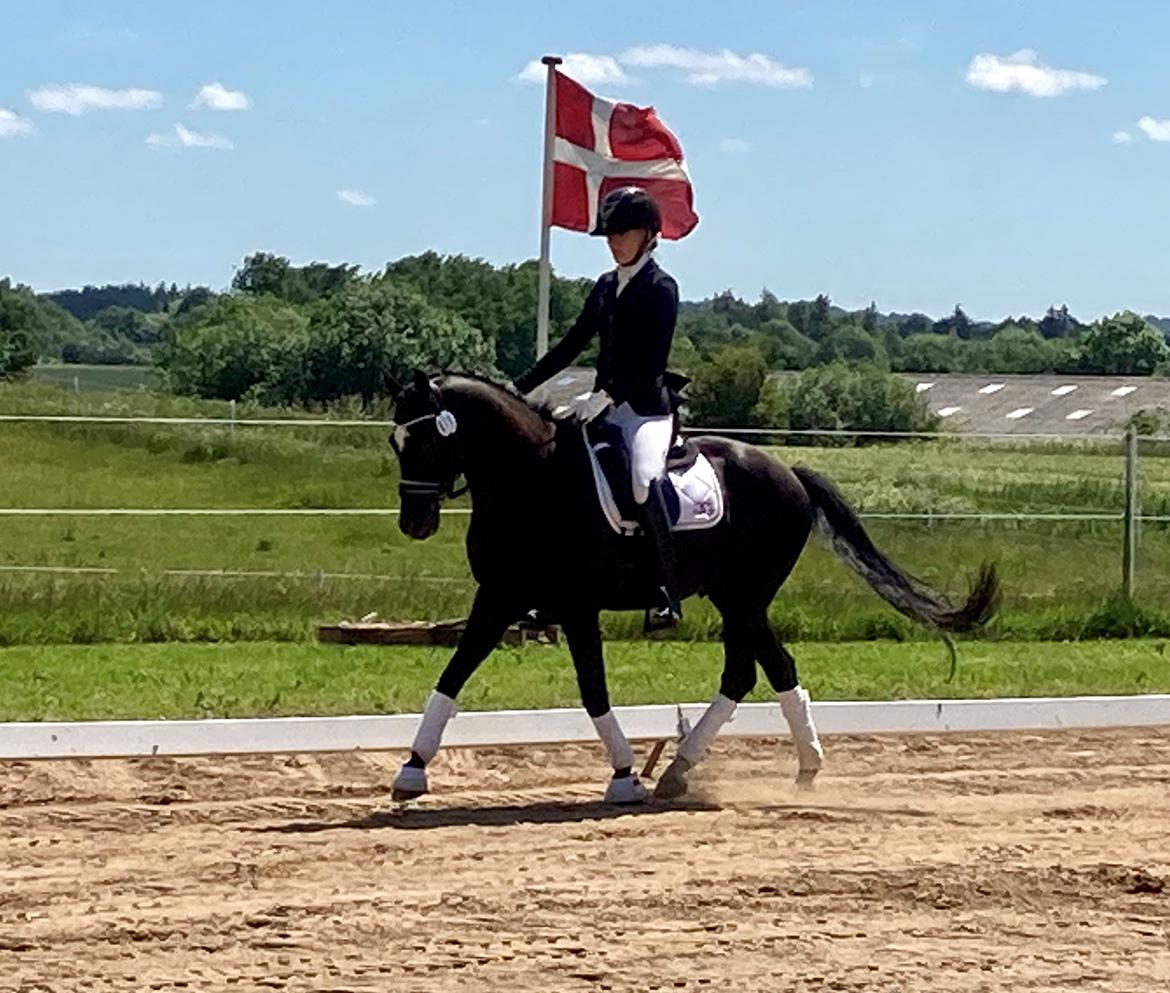 DSP Brilliant-Lau billede 14