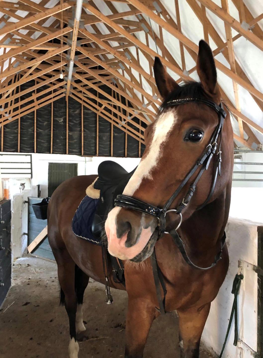 Anden særlig race Marguerit's nemo billede 20