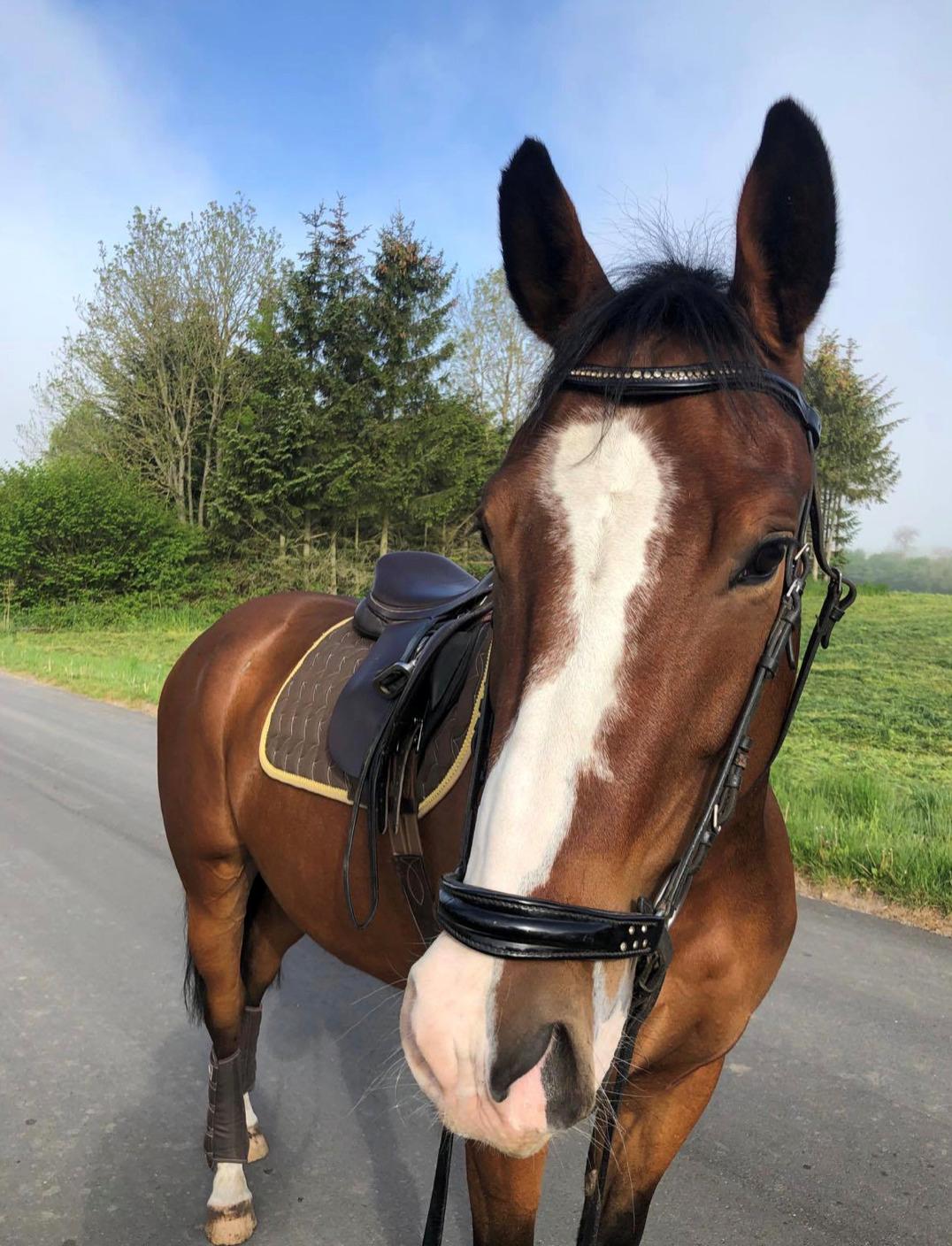 Anden særlig race Marguerit's nemo billede 18