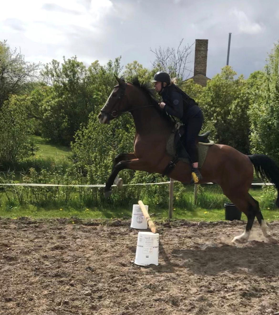 Anden særlig race Marguerit's nemo - Nemo der springer for 3 gang billede 2