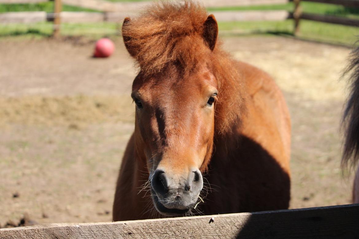 Shetlænder Bertram billede 12