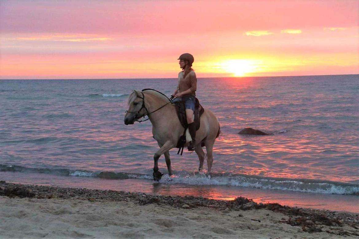 Fjordhest Hlif Godthaab billede 3