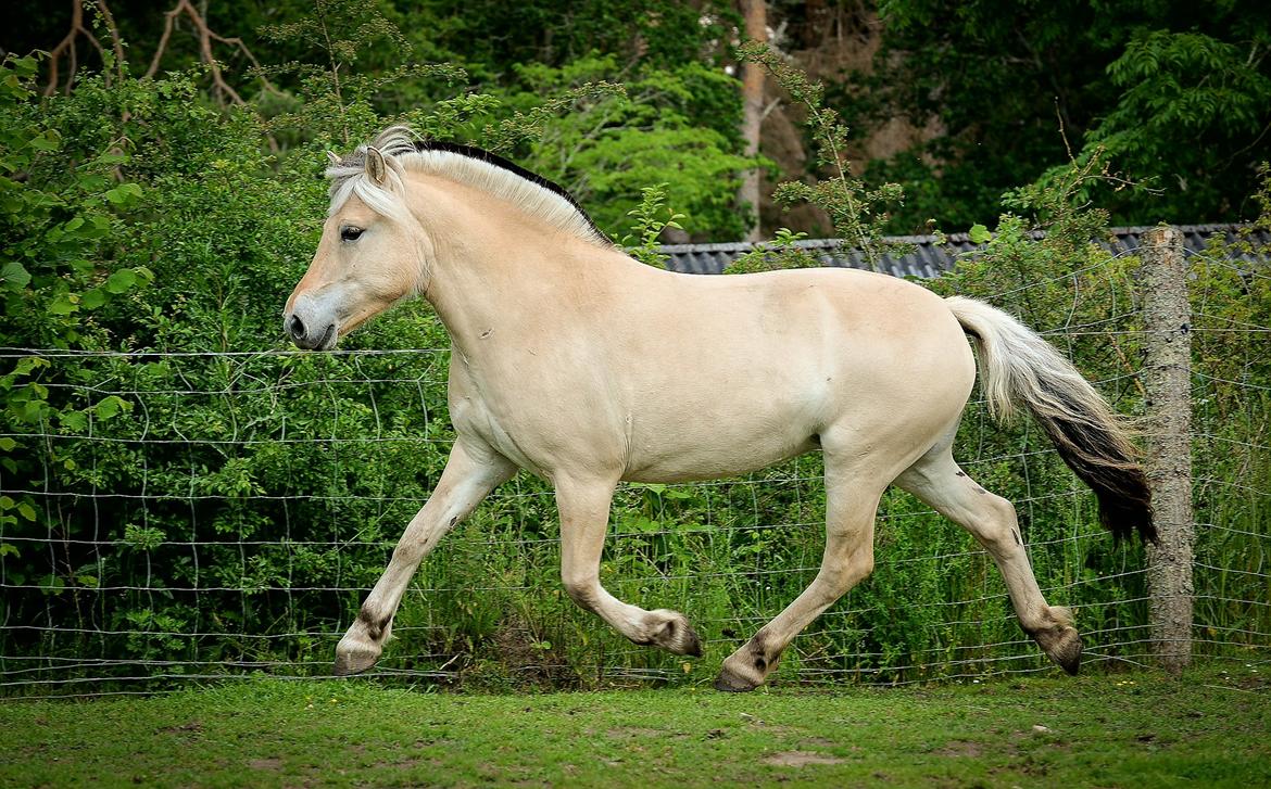 Fjordhest Hlif Godthaab billede 8