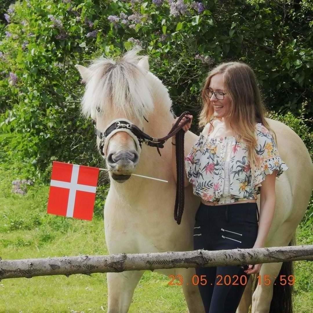 Fjordhest Hlif Godthaab billede 12