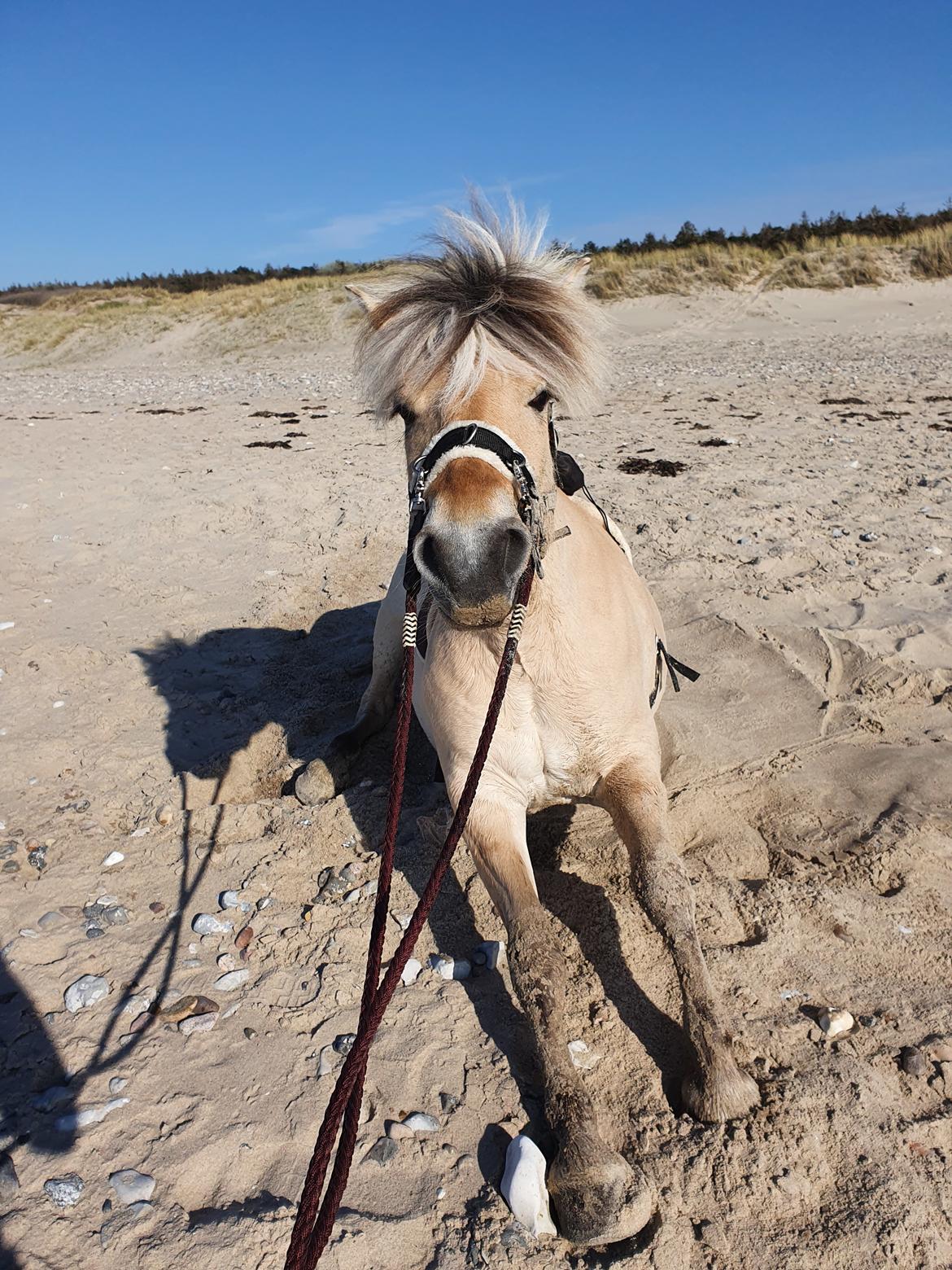 Fjordhest Hlif Godthaab billede 18