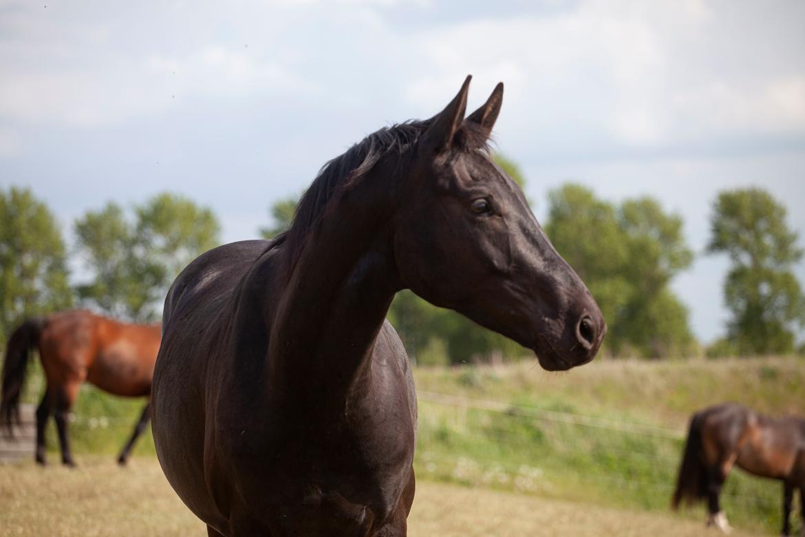 Dansk Varmblod Zorro - Sommerfold. Desværre er fokus ramt forkert, men dejligt udtryk :)  billede 19