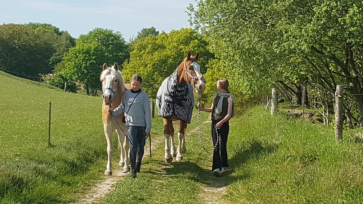 Haflinger Sander  billede 9