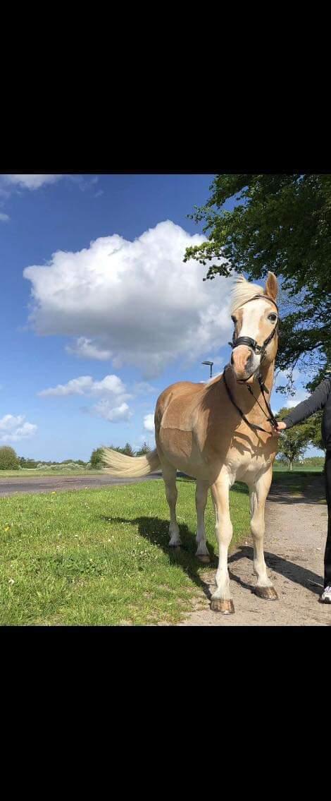 Haflinger Sander  billede 7