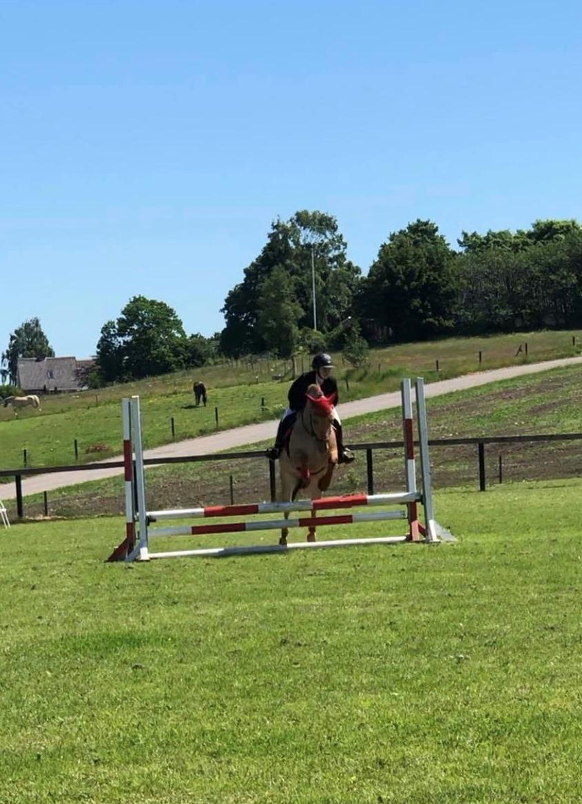 Anden særlig race Adonis billede 16