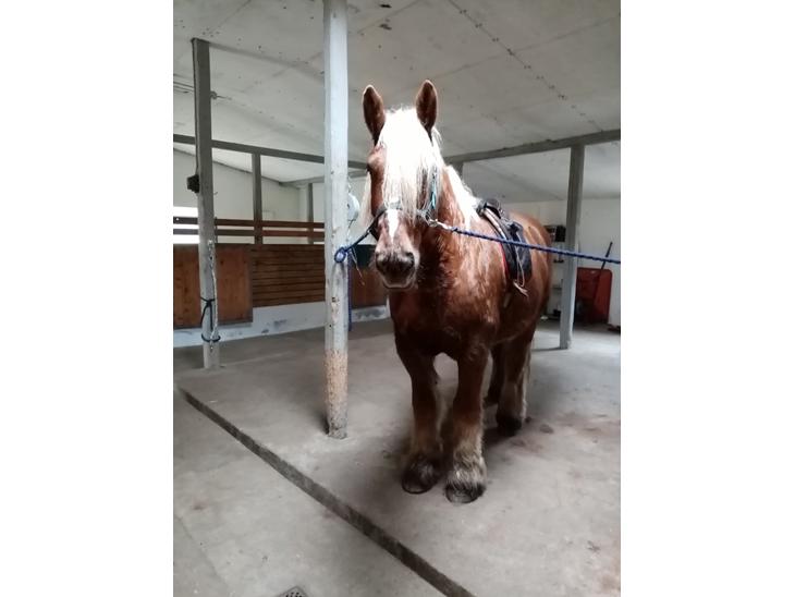 {{currentPhoto.altText}} billede {{currentPhoto.number}}