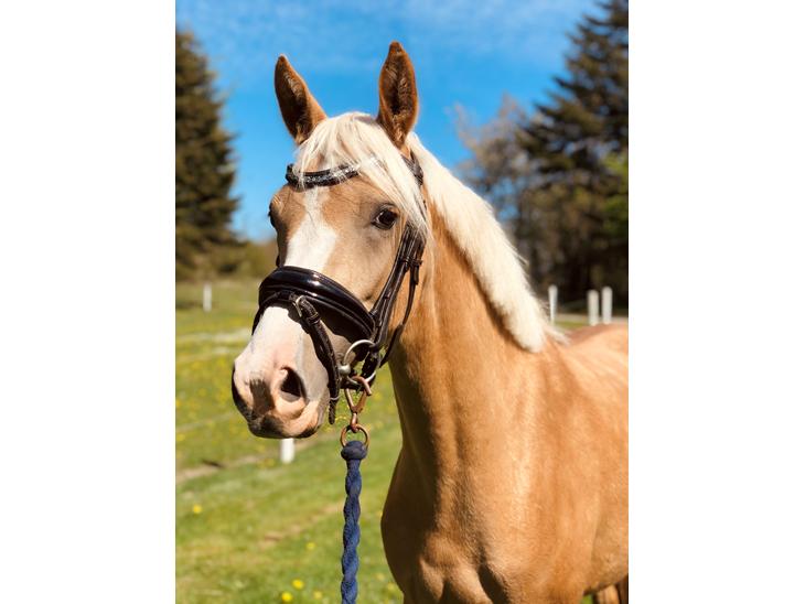 {{currentPhoto.altText}} billede {{currentPhoto.number}}