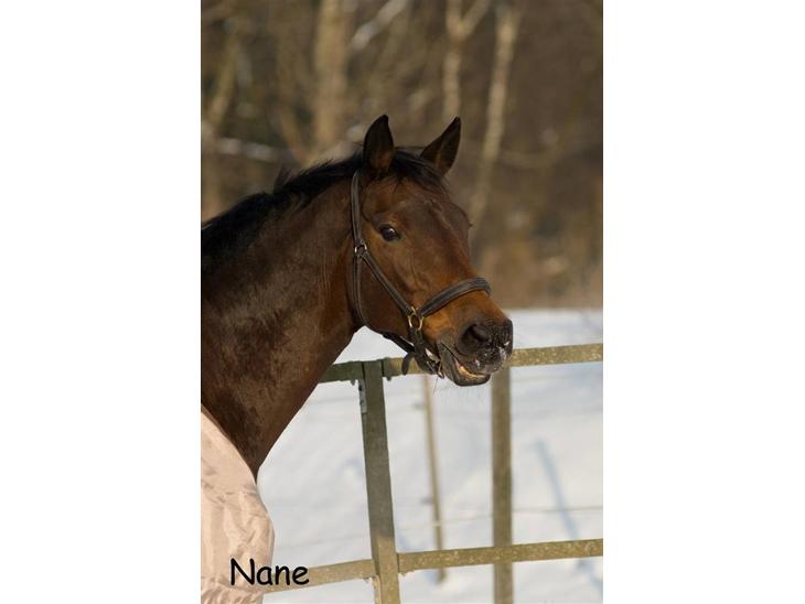 {{currentPhoto.altText}} billede {{currentPhoto.number}}