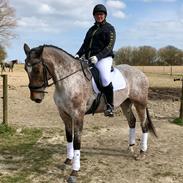 Knabstrupper Kildegårdens Sif - Himmelhest