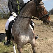 Knabstrupper Kildegårdens Sif - Himmelhest